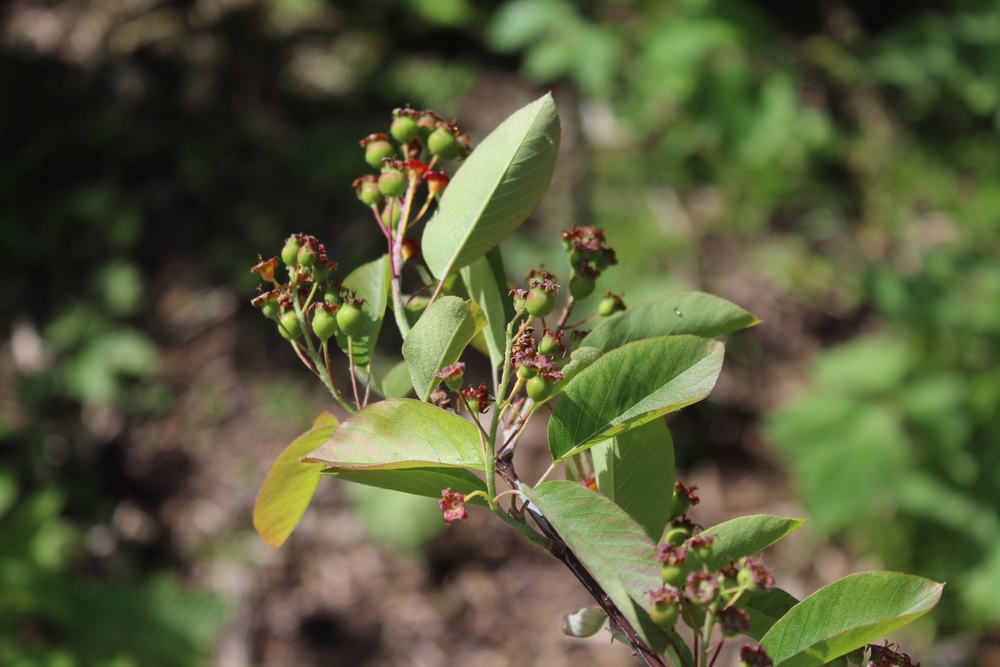 Amélanchier à feuilles d'aulne 'Saskatoon Berry' Porte_14