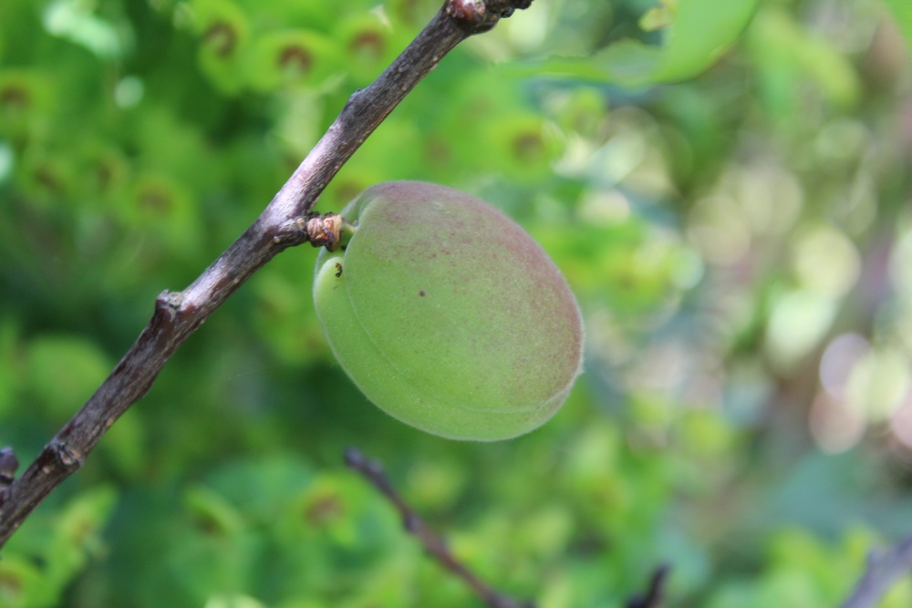 Abricotier nain Apricot Me Porte_17