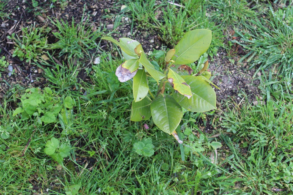 Magnolia persistant 'François Treyves' Porte_30