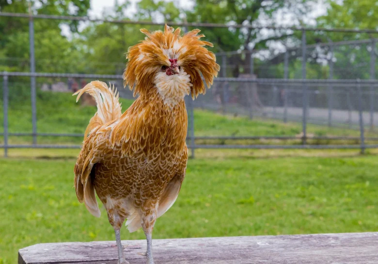 Padoue Poule-11