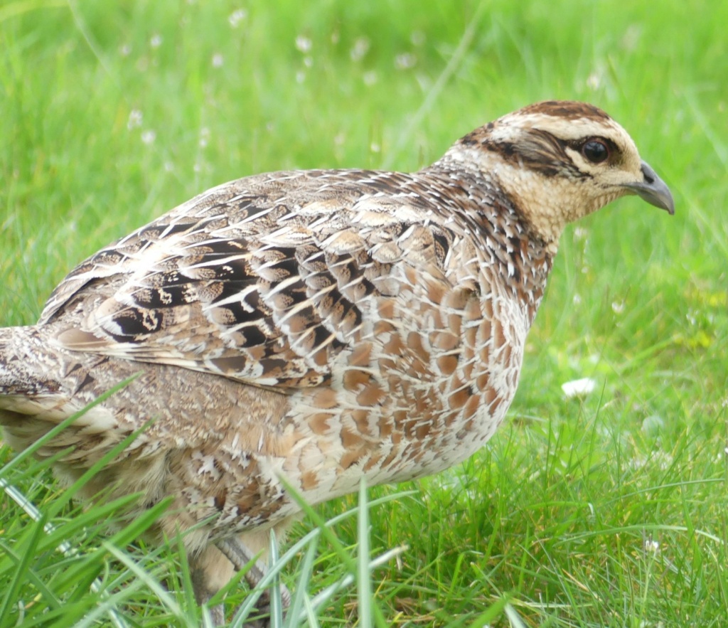 Faisan de Colchide Poule_10