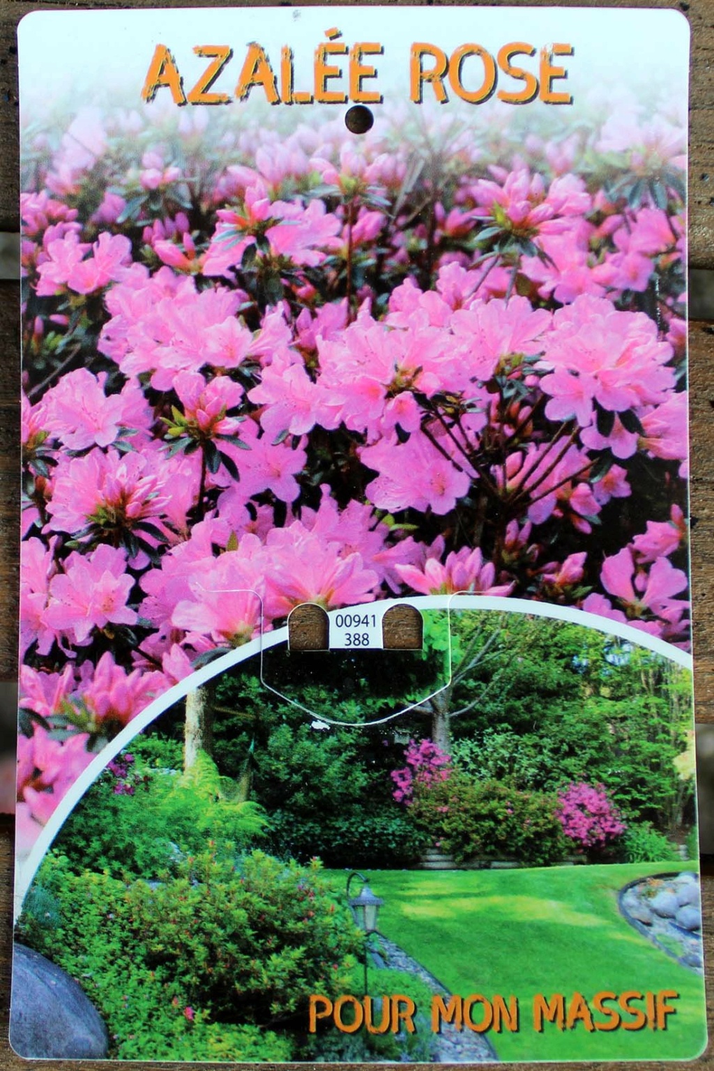 Azalée du japon rose (près du Goji) - Page 3 Re_2311