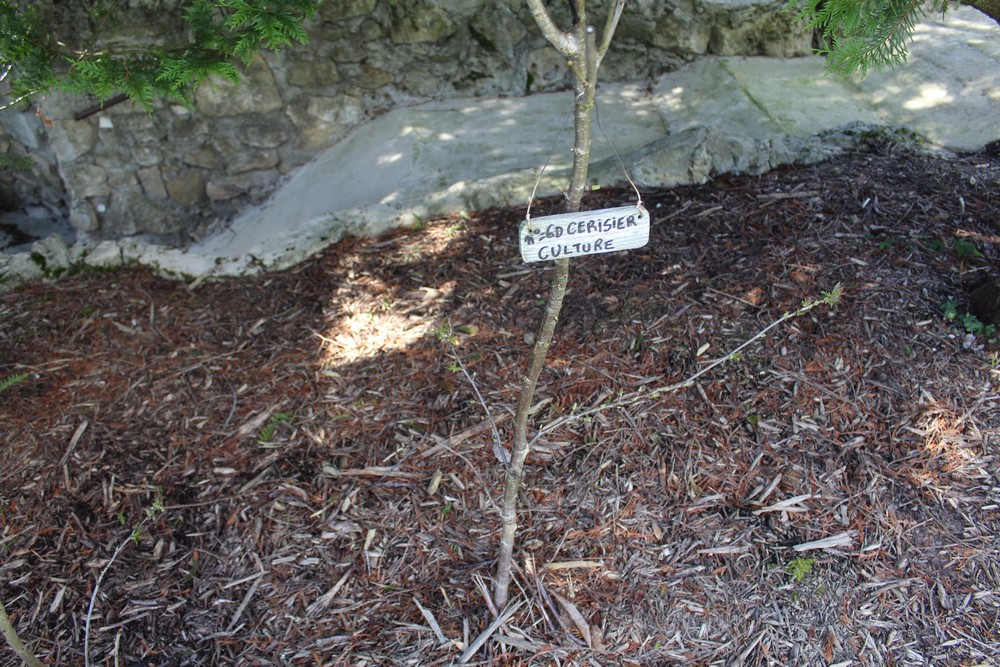 espèces d'arbres du genre Prunus de la famille des Rosaceae Rtiop_16