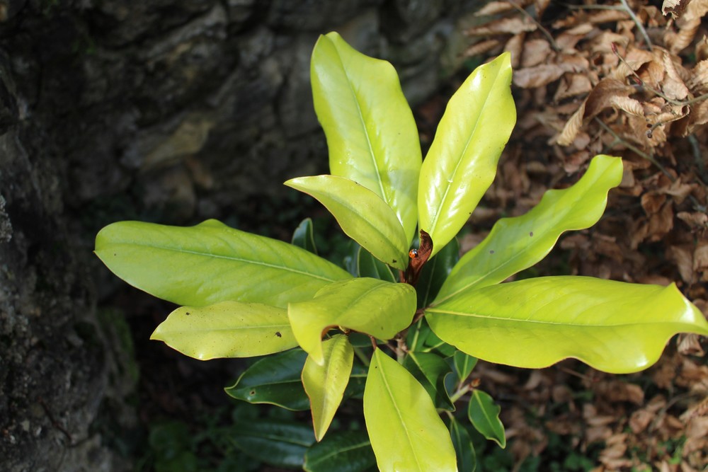 Magnolia persistant Purpan Rz_4310