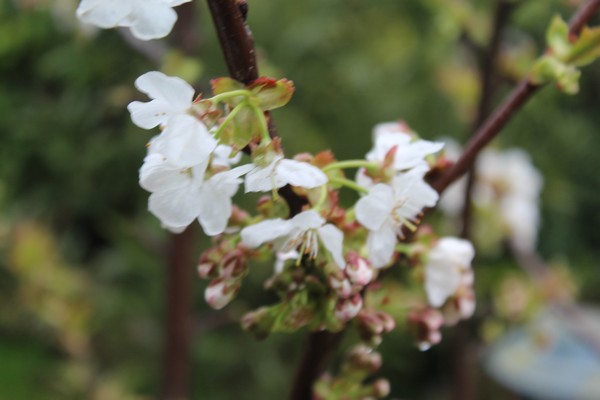 Cerisier espèces d'arbres du genre Prunus de la famille des Rosaceae Rzt_1410