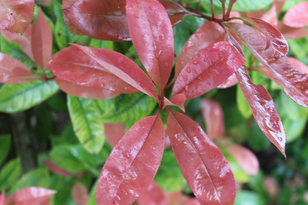 Photinia rouge Rzt_2110