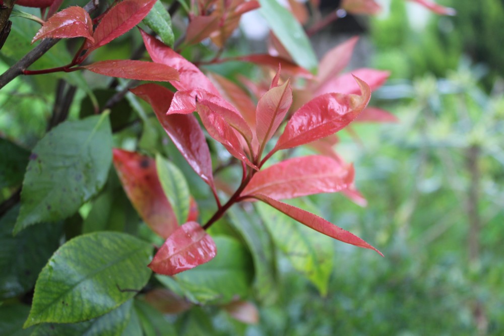 Photinia rouge Rzt_2410