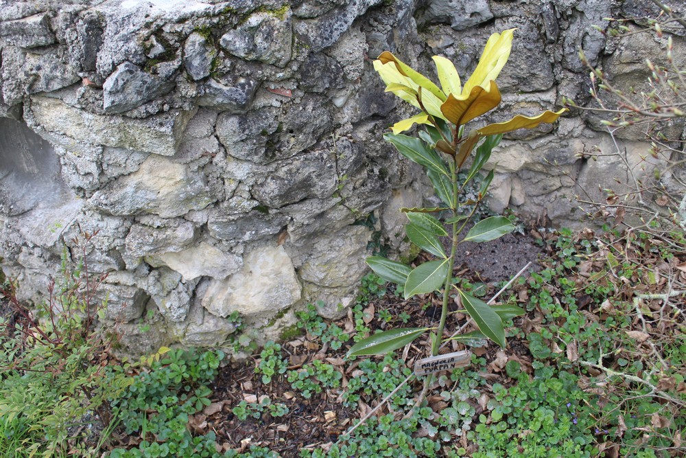 Magnolia persistant Purpan Tui_4011
