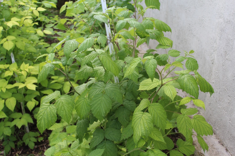 Framboisiers Rubus idaeus 'Aroma Queen'. Variété remontante Zer_1610