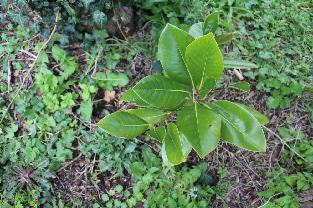 Magnolia persistant 'François Treyves' Zzzz_218