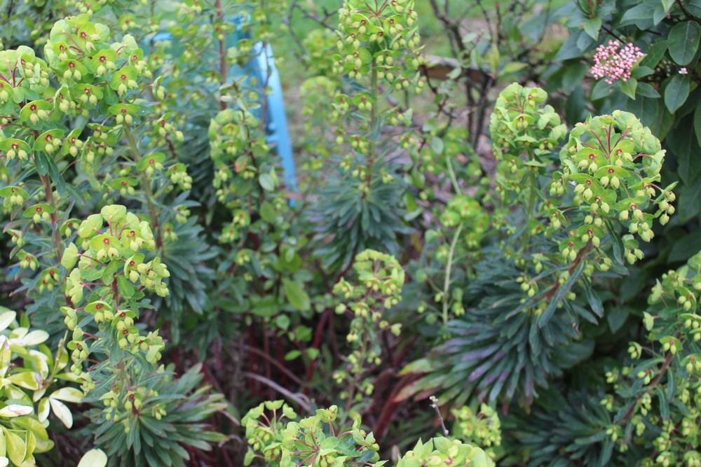 Euphorbia 'Ascot Rainbow' Zzzz_410