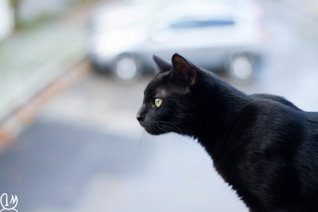 Ologram, jeune chat mâle noir de type européen, né en janvier 2018 Img_3038