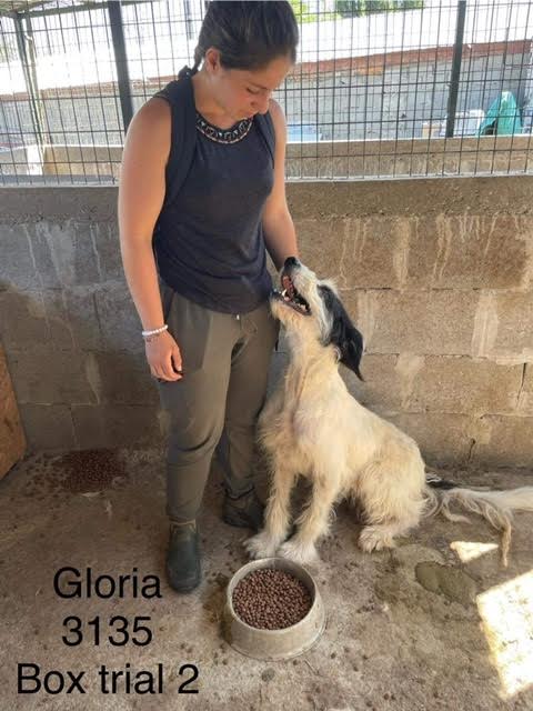 GLORIA, 3135, FEMELLE, FOURRIERE PIATRA, RESERVEE PAR GALIA 038