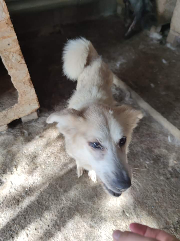 GANDALF, MALE, TAILLE PETITE/MOYENNE, PIATRA (FOURRIERE) 32471710