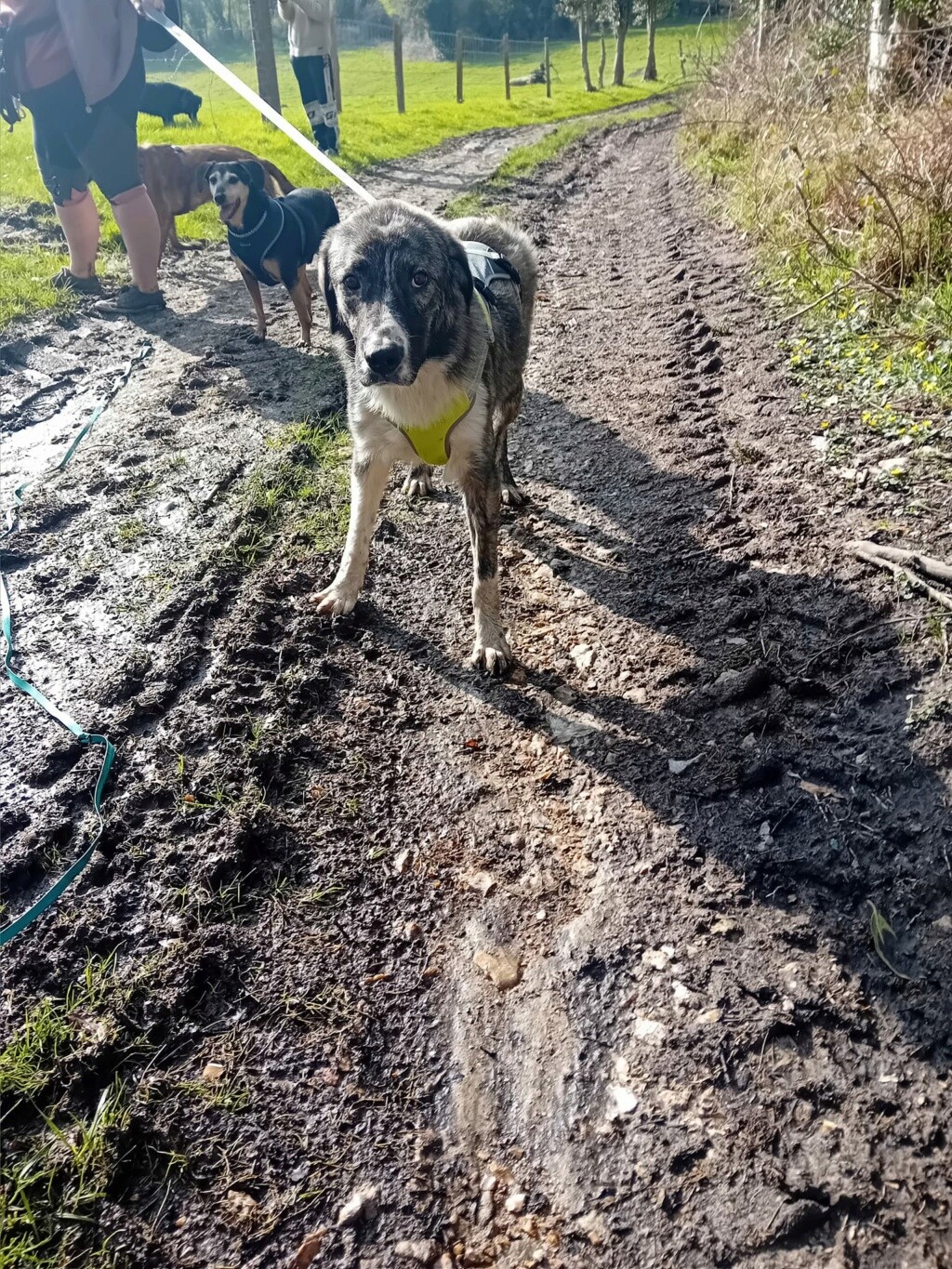 leoo - LEOO, MÂLE, né 2023 (PIATRA/FOURRIERR/MIRELA) Pris en charge Association Enfin le Bonheur 43254810