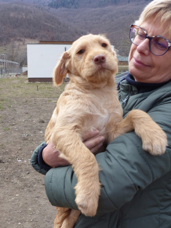 JOCKER, chiot M X, né en décembre 2023, taille adulte à définir (à STEJARU), réservé par Galia P1230745