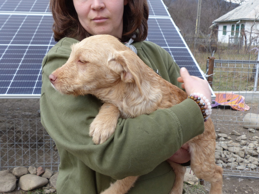 MIRABELLE, chiot F X, née fin 2023, taille adulte à définir ( à STEJARU), réservée par Galia P1230755