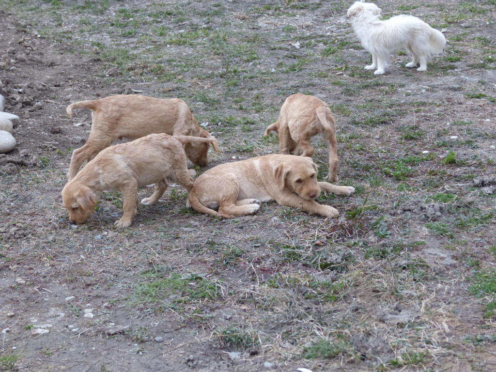 MIRABELLE, chiot F X, née fin 2023, taille adulte à définir ( à STEJARU), réservée par Galia P1230763