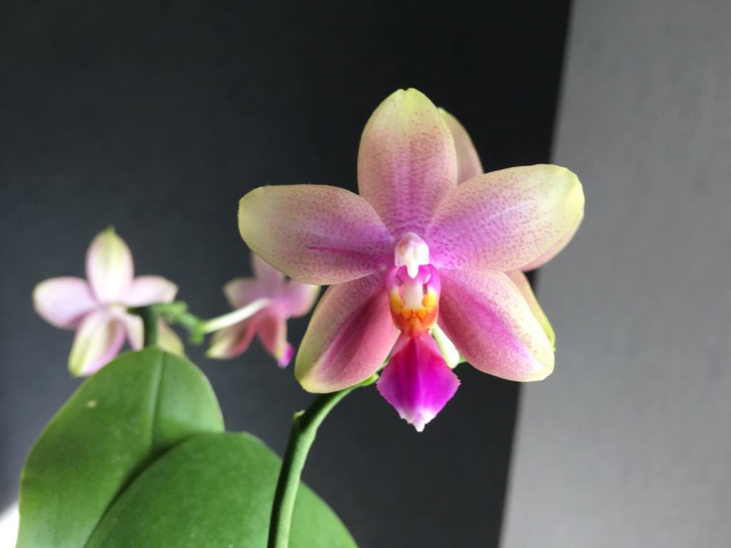 Phalaenopsis Sweet Memory 'Liodoro' 180a5010