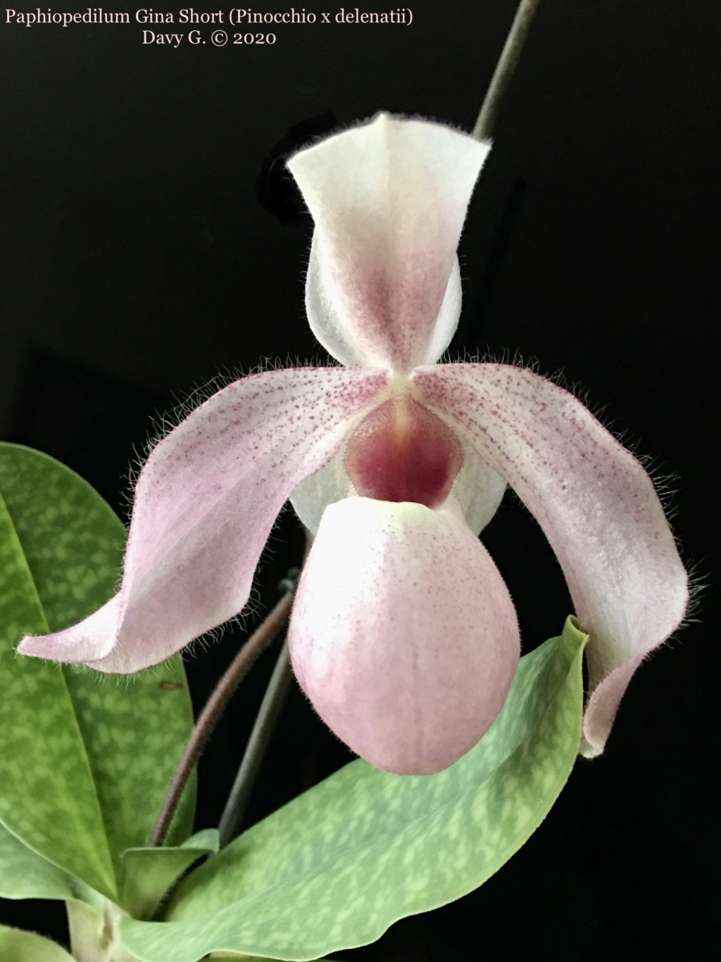 Paphiopedilum Gina Short (Pinocchio x delenatii) 1ed95110