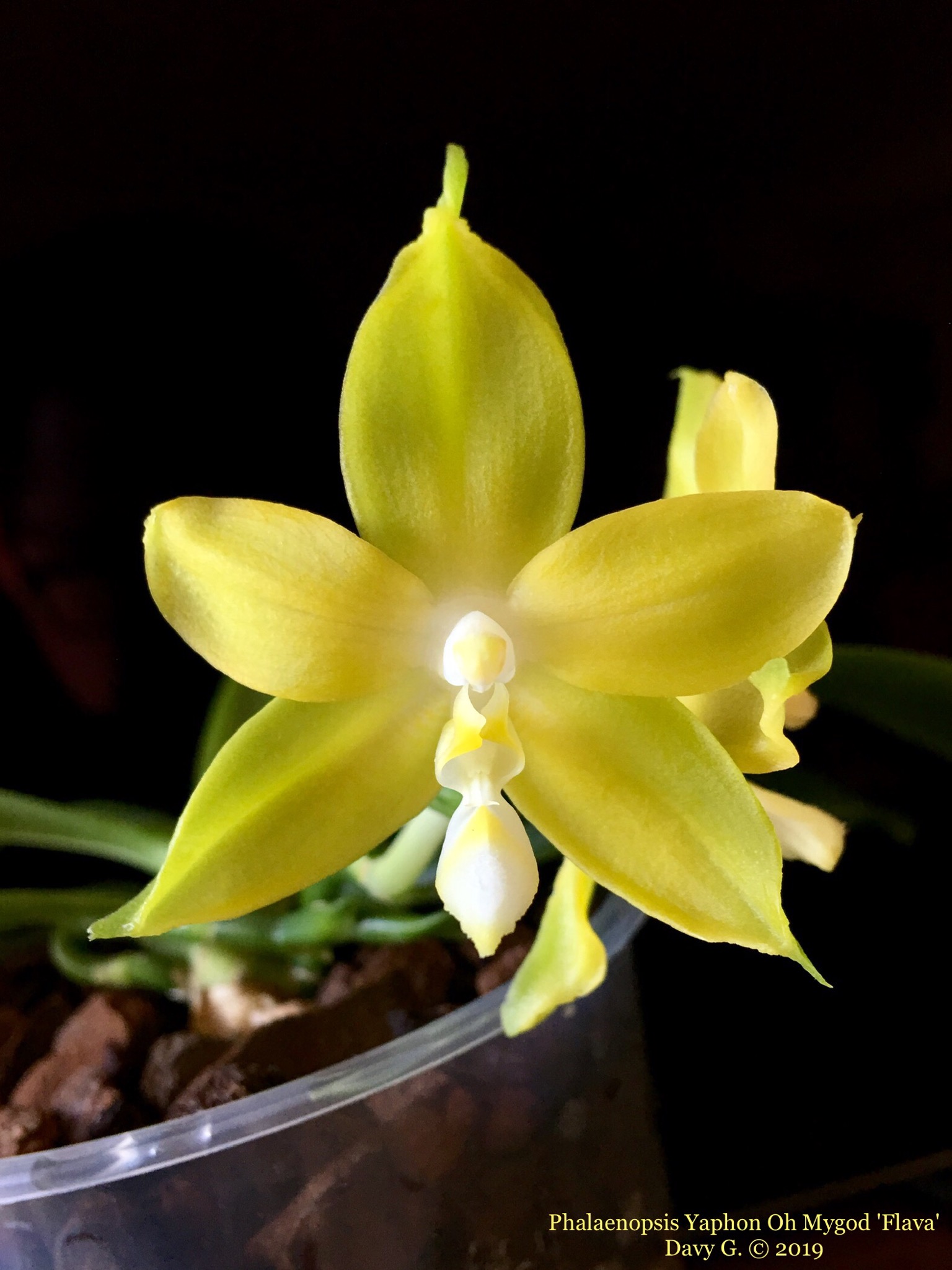 Phalaenopsis Yaphon Oh Mygod 'Flava' 2a8f6310