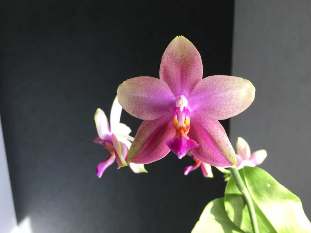 Phalaenopsis Sweet Memory 'Liodoro' 2e5d9010