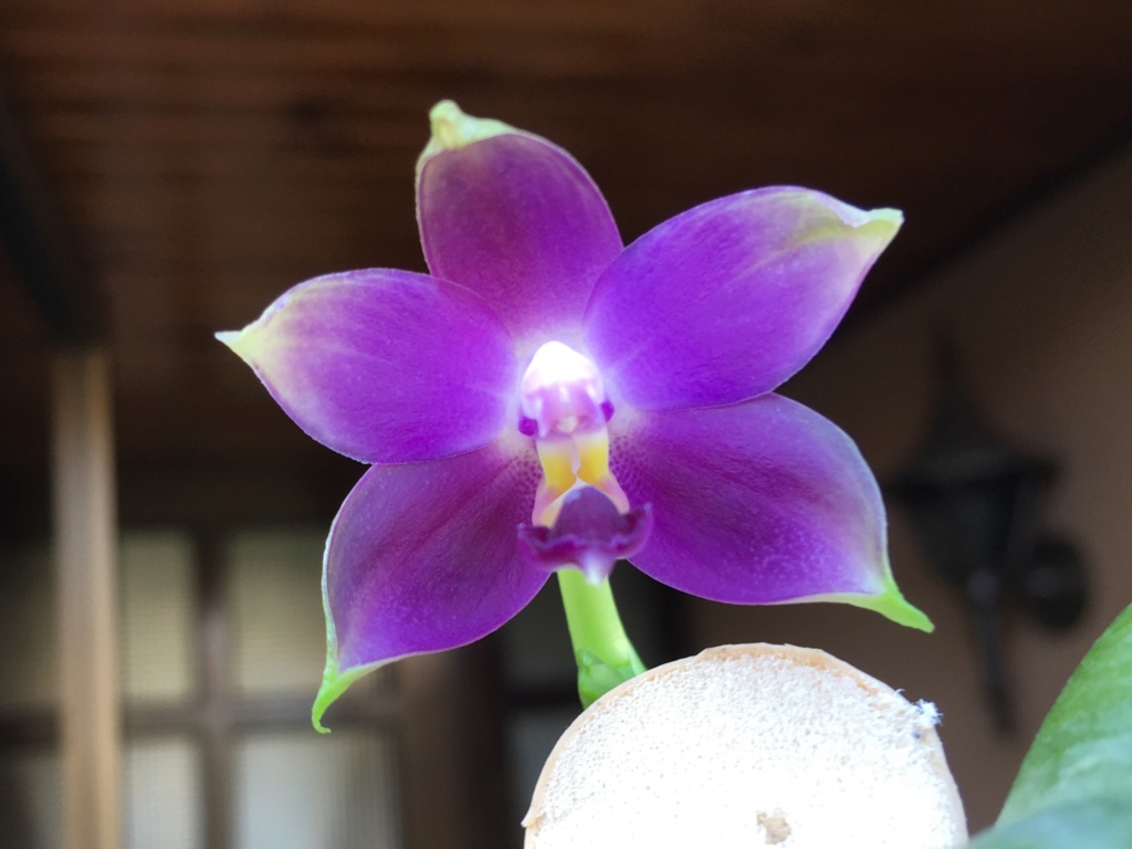 Phalaenopsis violacea f. coerulea (Indigo Blue) 3235b710