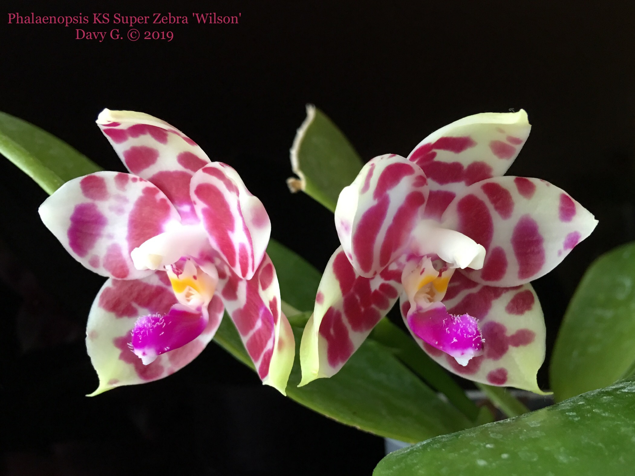 Phalaenopsis KS Super Zebra 'Wilson' 3794df10