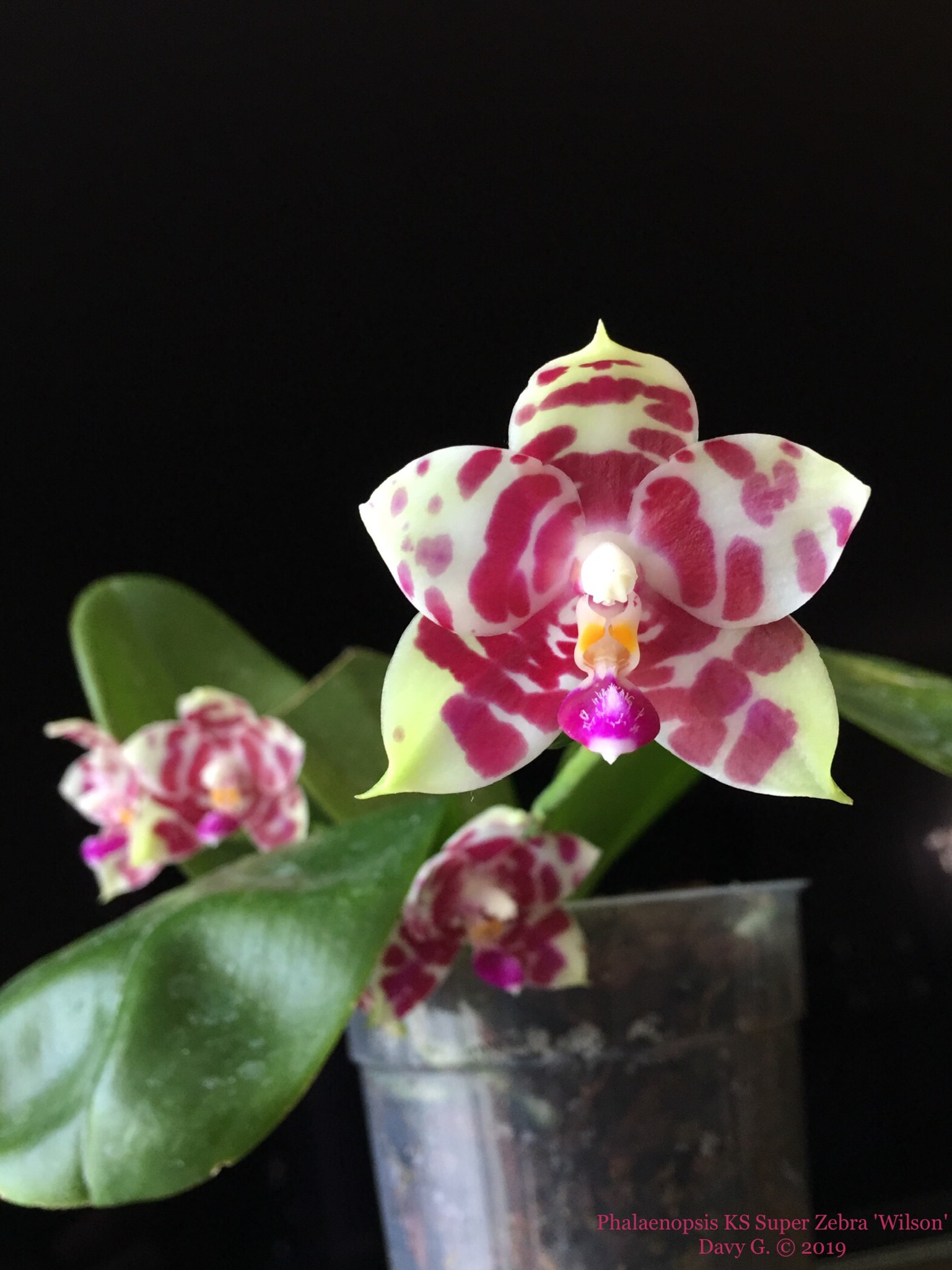 Phalaenopsis KS Super Zebra 'Wilson' 44078310