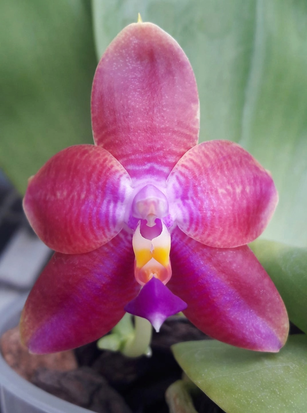 Phalaenopsis Guadalupe Pineda (bellina x amboinensis) 5059a310