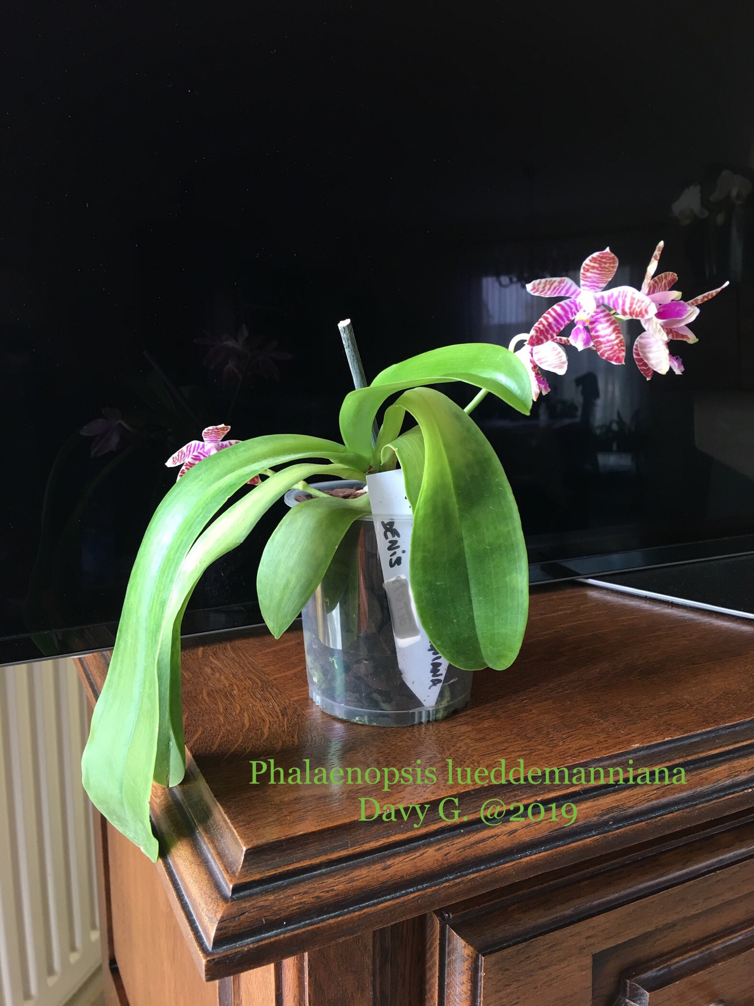 Phalaenopsis lueddemanniana Denis 53233c10