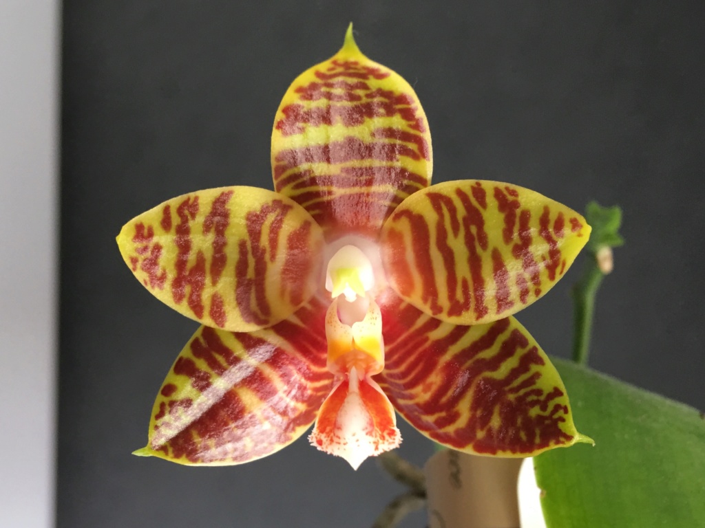 Phalaenopsis Yaphon Nice Girl x Zheng Min Tyrannosaurus 54c5ec10