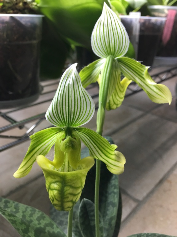 Paphiopedilum venustum f. album 555eeb10