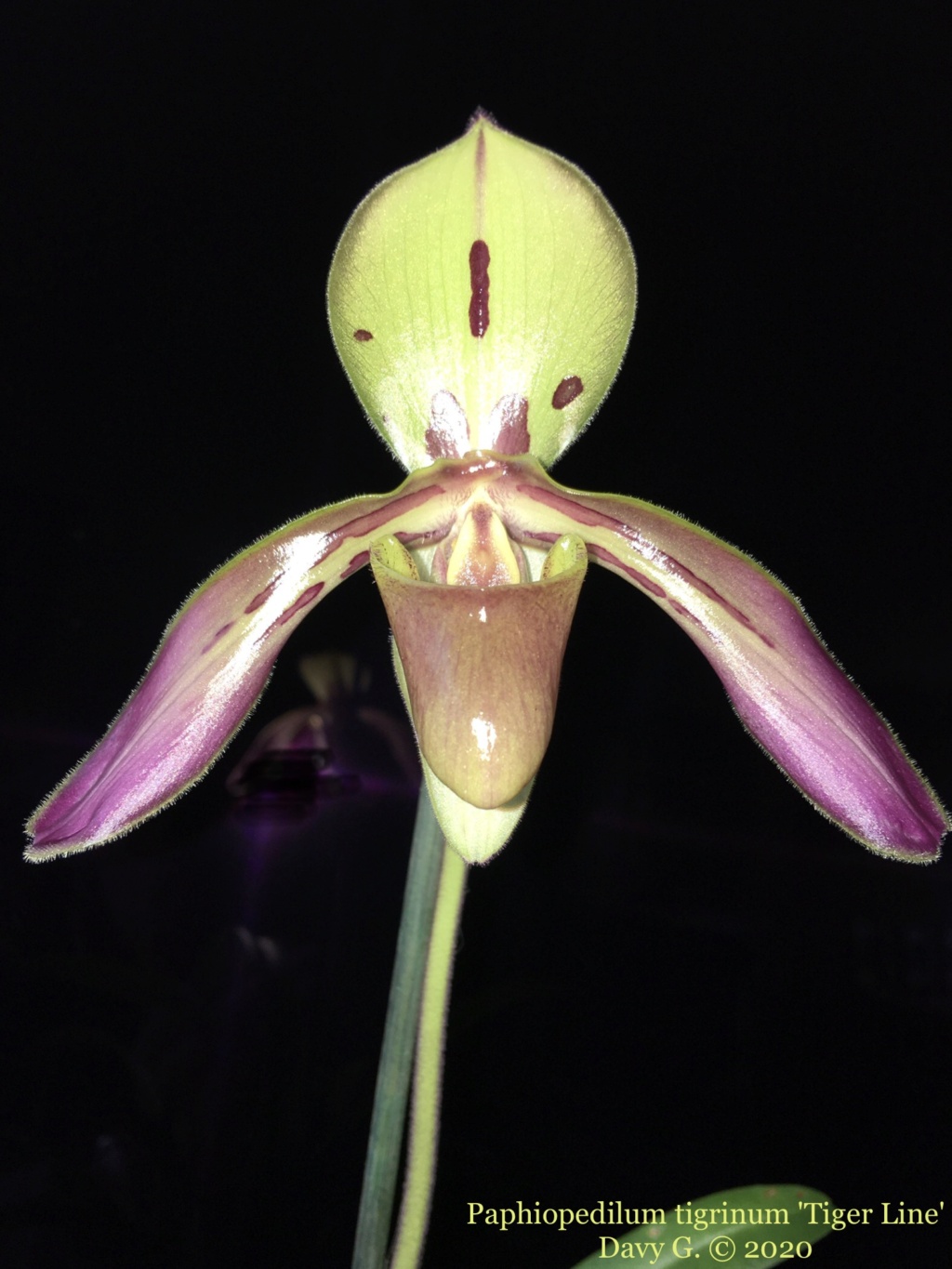 Paphiopedilum tigrinum 'Tiger Line' 5e08bf10