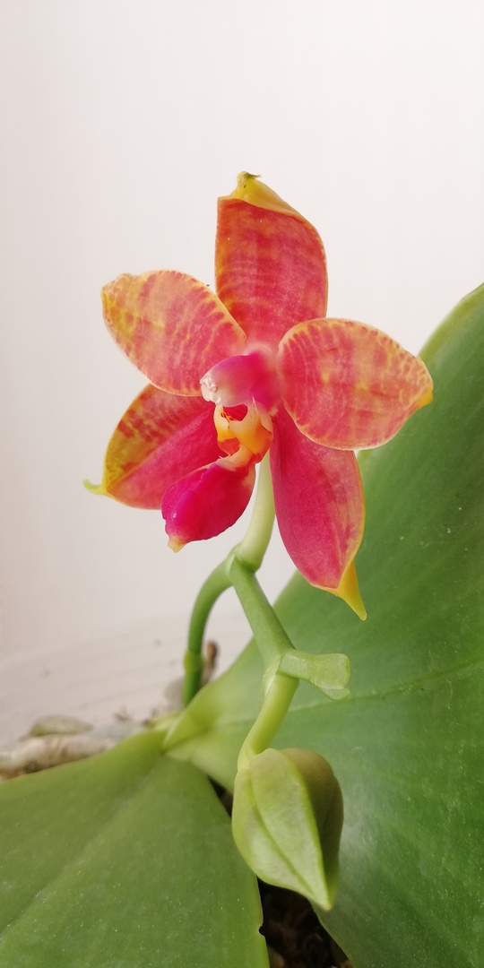 Phalaenopsis Guadalupe Pineda (bellina x amboinensis) 614dea10