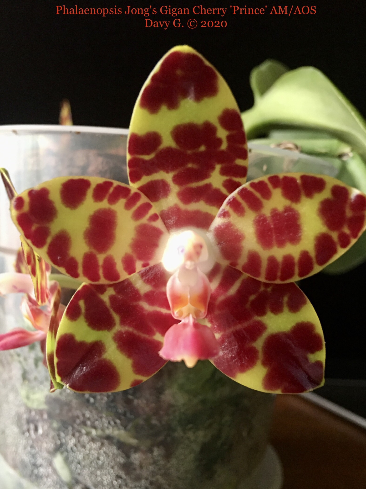 Phalaenopsis Jong's Gigan Cherry 'Prince' AM/AOS 6b626210