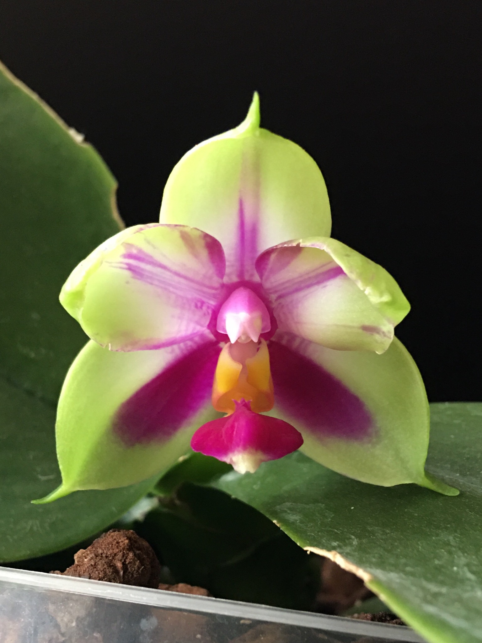 Phalaenopsis bellina 'Chen' 6f9b8510