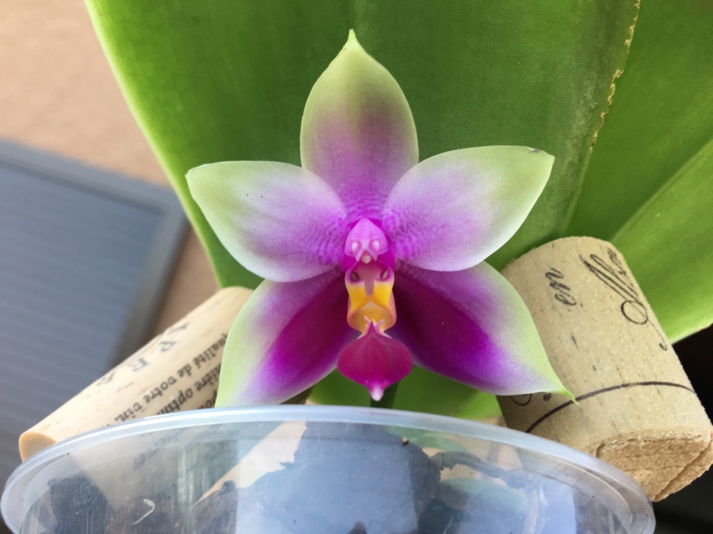 Phalaenopsis Samera 6ff20810