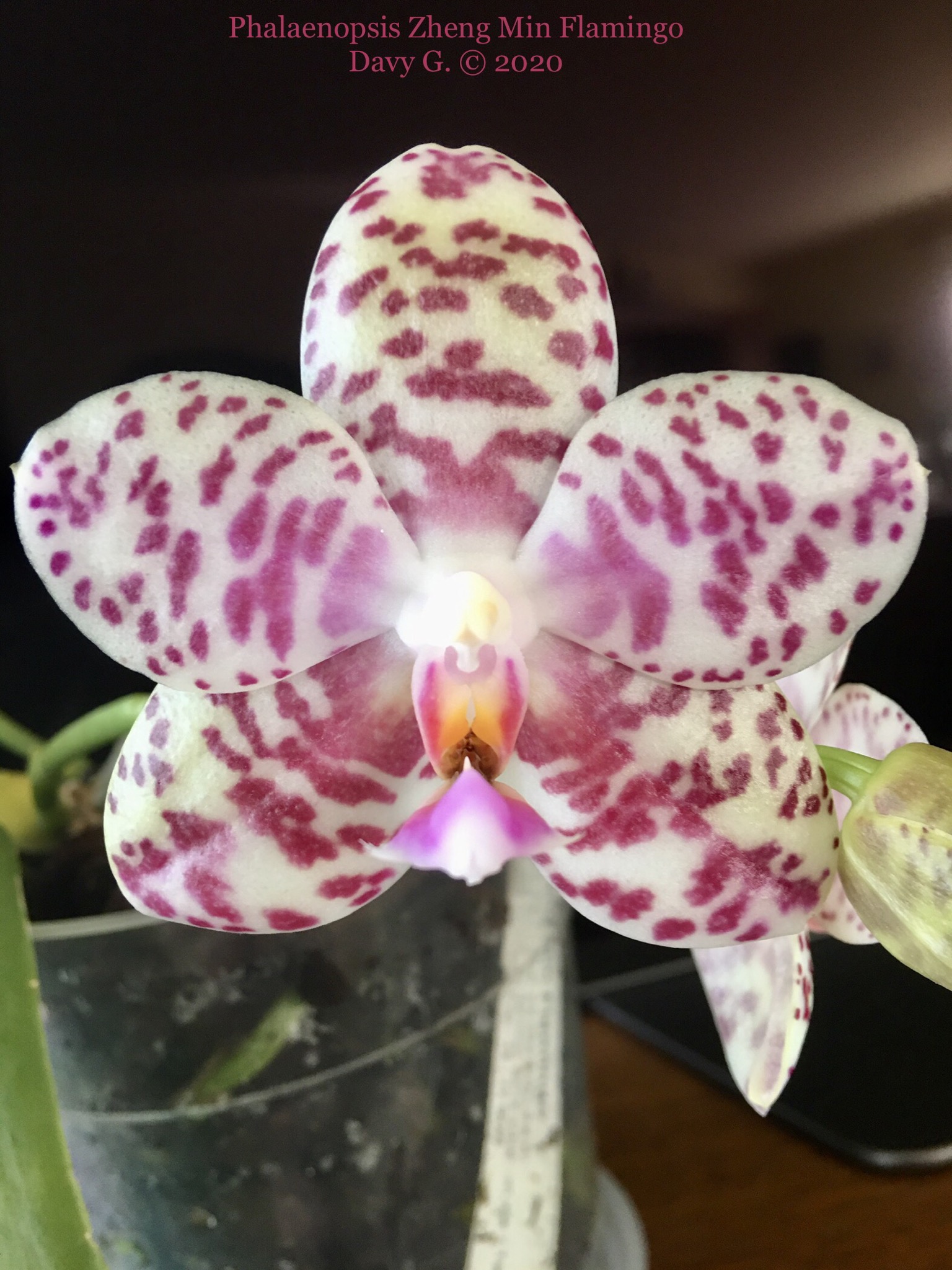 Phalaenopsis Zheng Min Flamingo 7b808a10