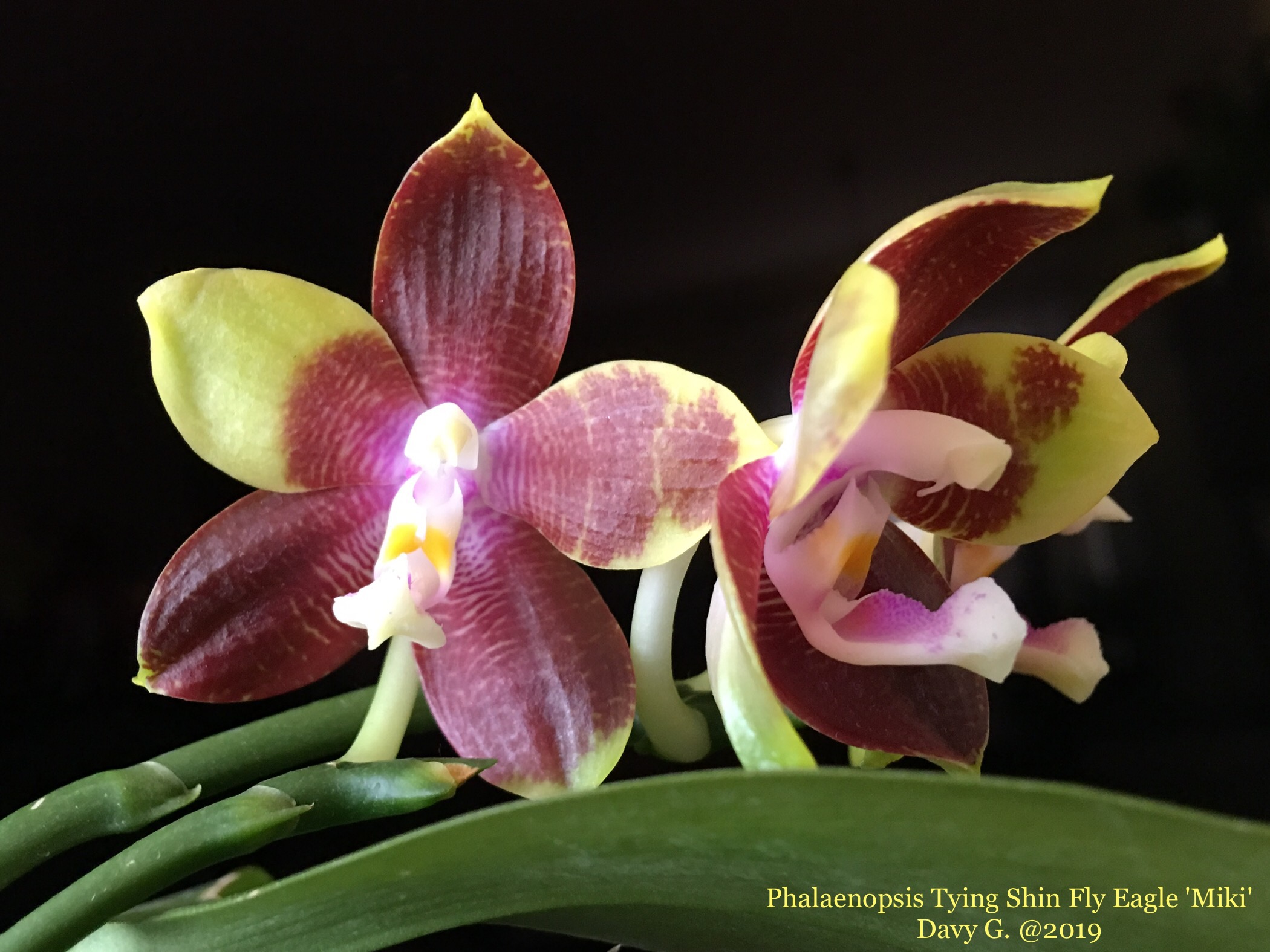 Phalaenopsis Tying Shin Fly Eagle 'Miki' 7f057c10