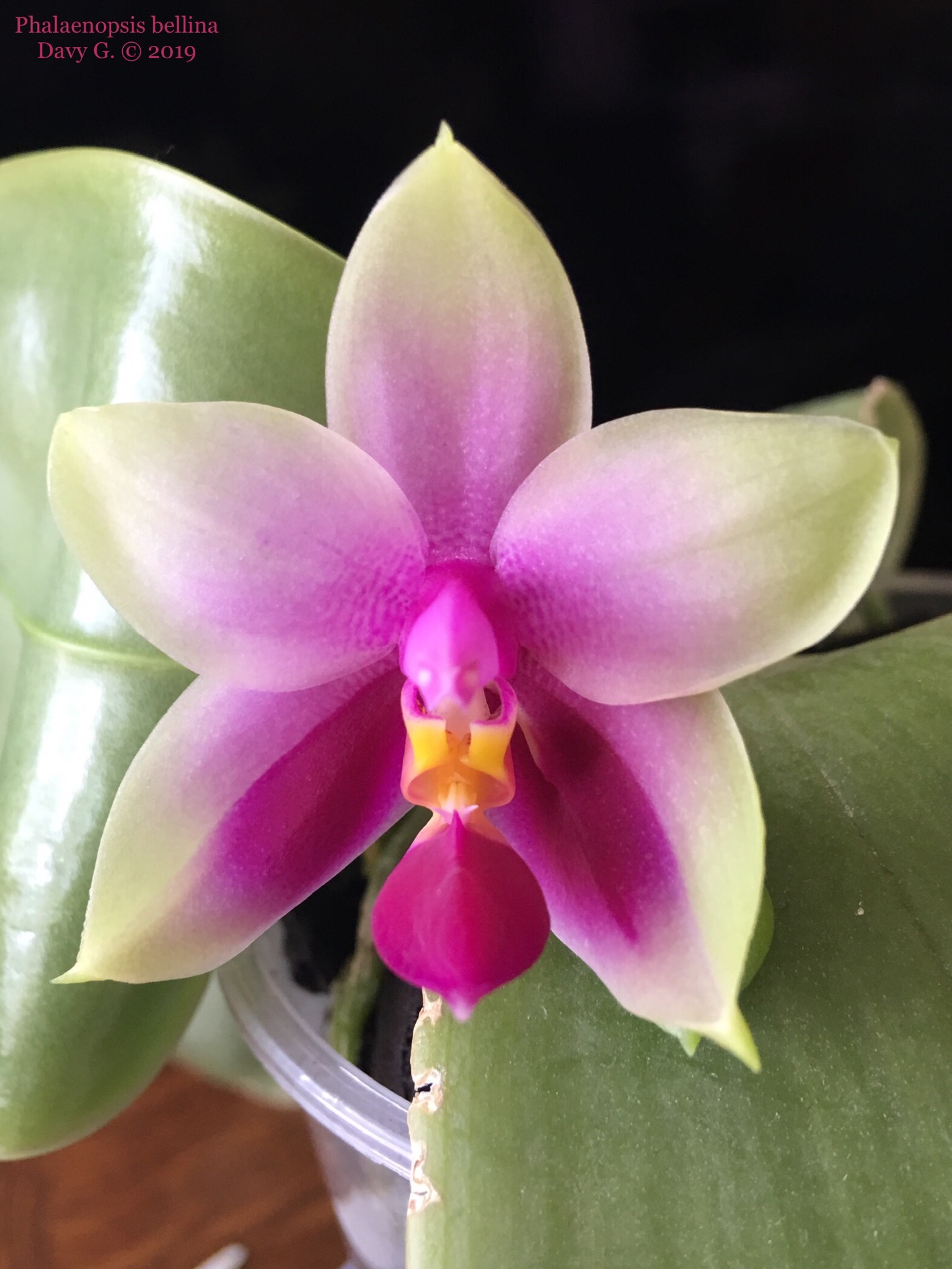 Phalaenopsis Samera 85018810