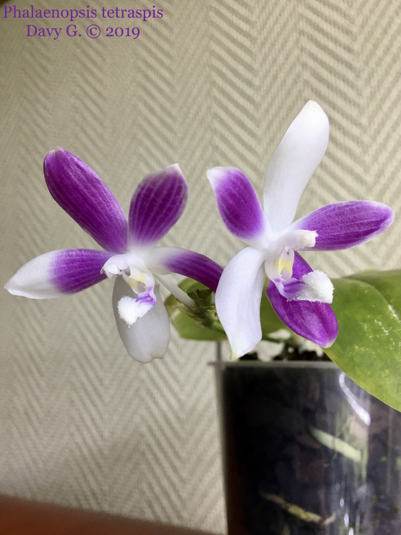 Phalaenopsis tetraspis 852c9310