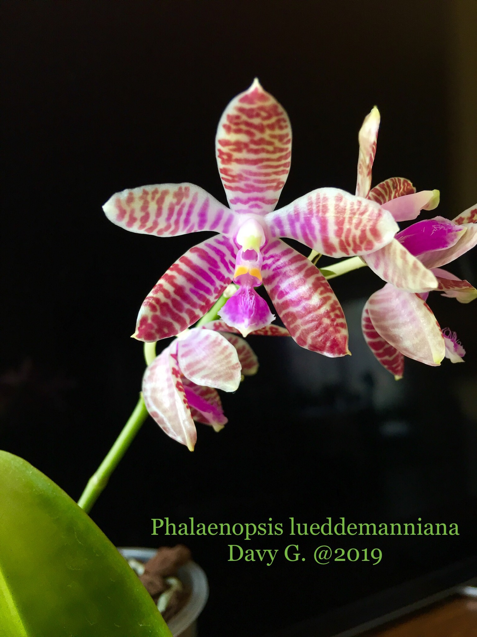 Phalaenopsis lueddemanniana Denis 890fce10