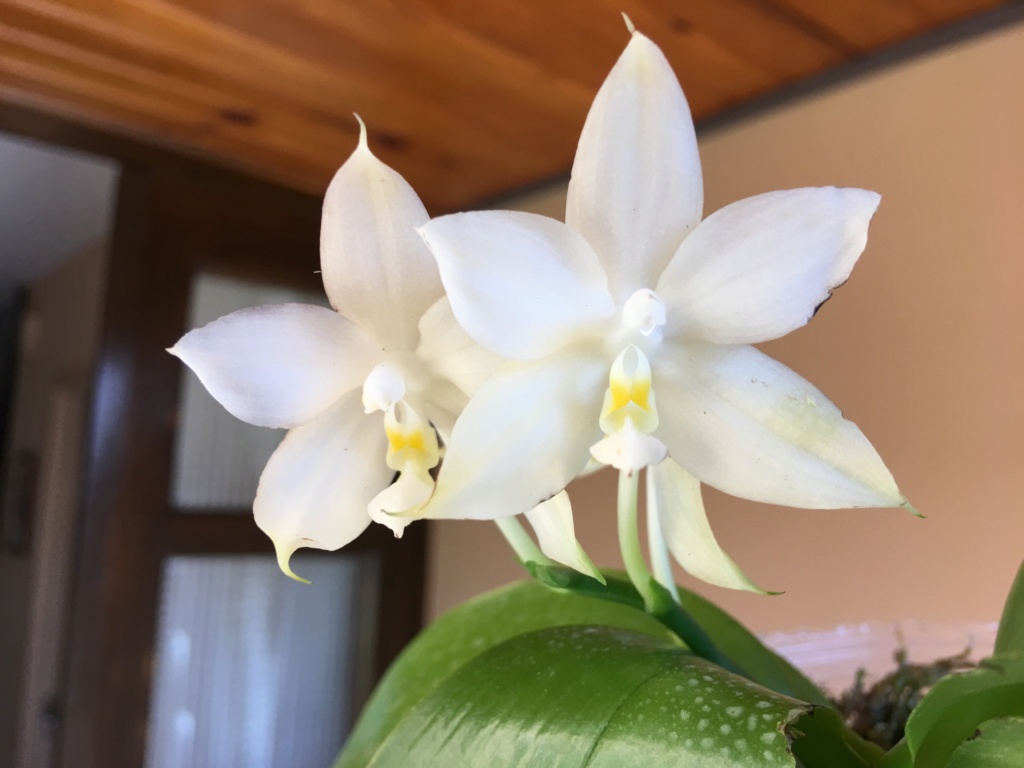 Phalaenopsis Penang Violacea f. alba 92367210