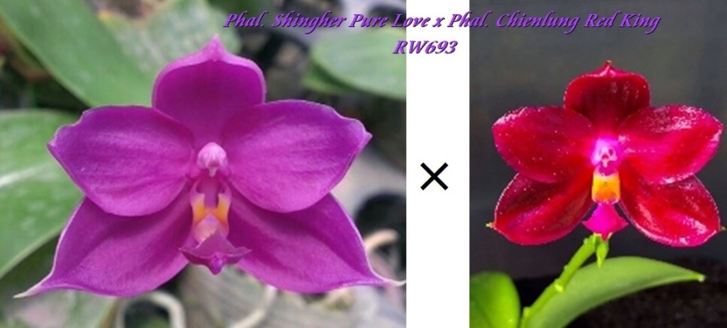 Phalaenopsis Shingher Pure Love x Chienlung Red King 9e609610