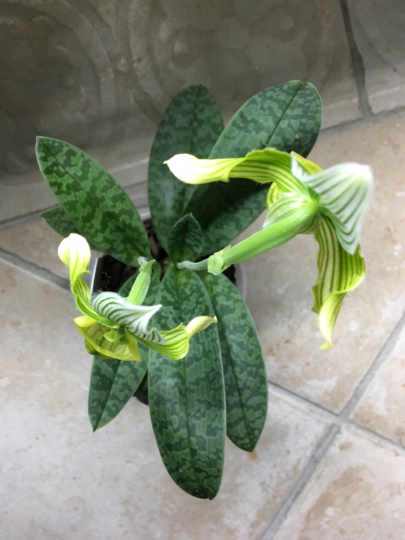 Paphiopedilum venustum f. album A80cf910