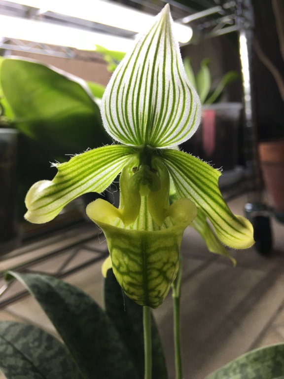 Paphiopedilum venustum f. album B2d0a210