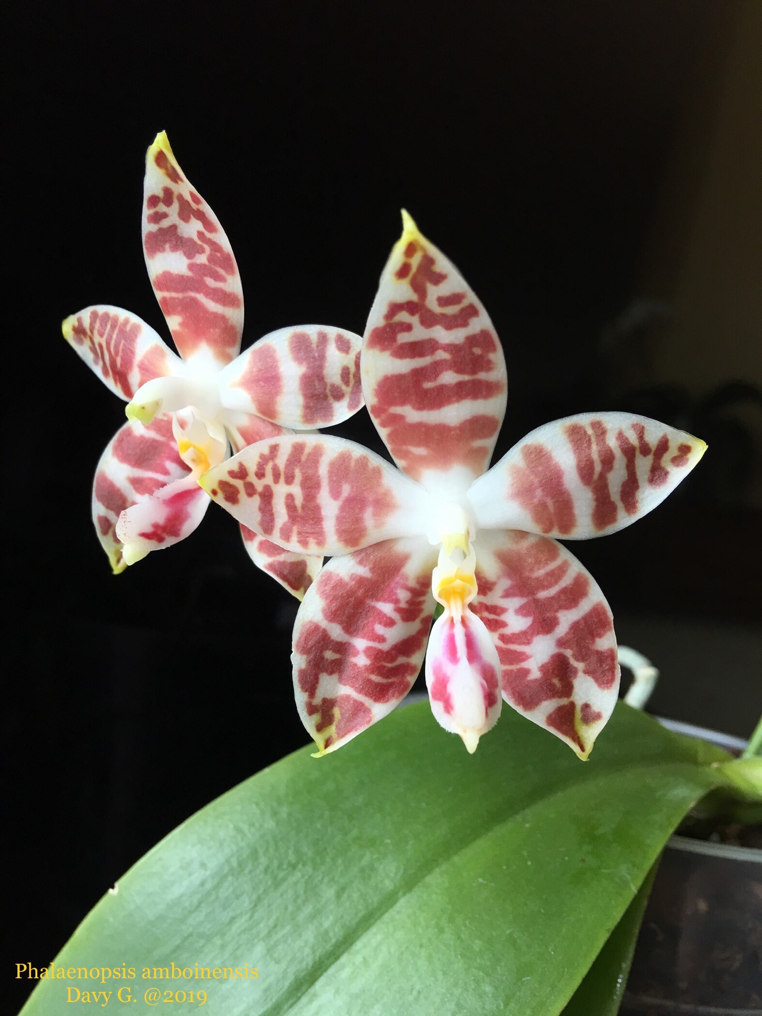 Phalaenopsis amboinensis B4b54410