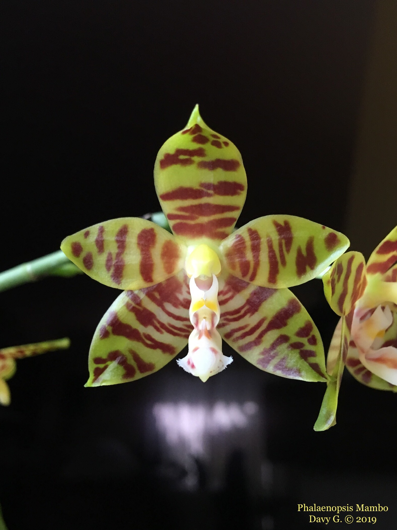 Phalaenopsis Mambo (amboinensis x mannii) C3514010