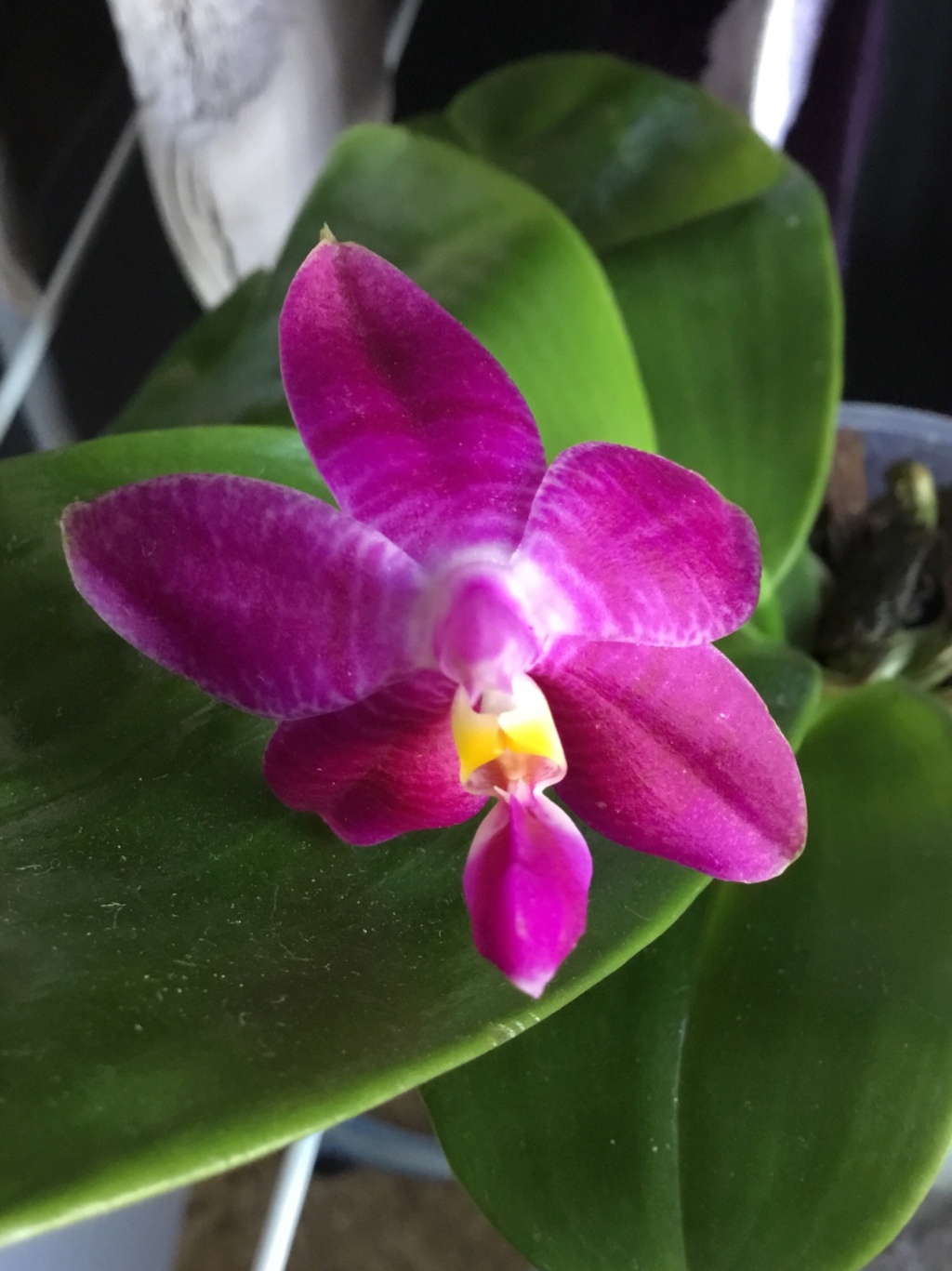 Phalaenopsis Guadalupe Pineda (bellina x amboinensis) D4762f10